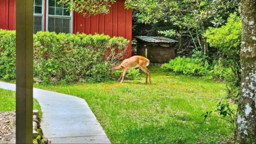 Highlands Casa | Sassafras Gap Retreat