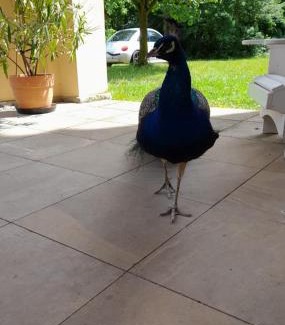 Bobitz Apartamento | Schloss Tressow