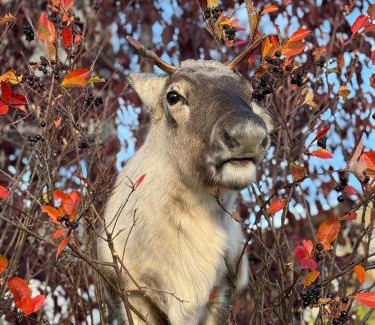 Tromso Apartamento | Sea breeze & silence - Kvaløysletta