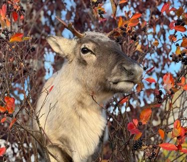 Tromso Apartamento | Sea breeze & silence - Kvaløysletta