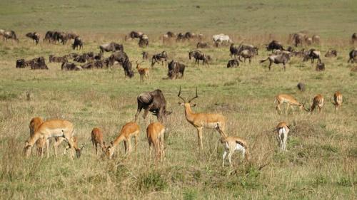 Maasai Mara Casa | Semadep Village Guest House