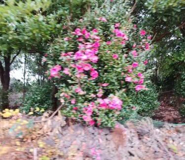 Seongsan Casa | Seongsan Star Pension