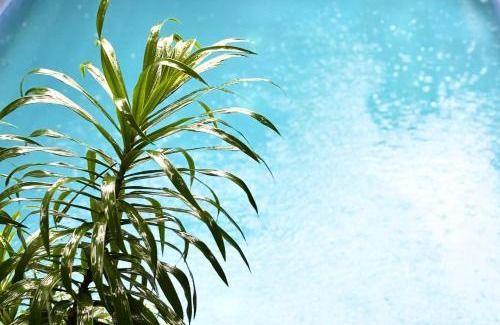 Arambol Apartamento | Serendipity Goa - Service Apartments and Cafe