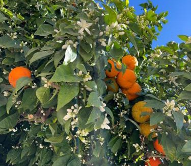 Huerta de Santa Teresa Apartamento | Sevilla Nervion Santa Justa