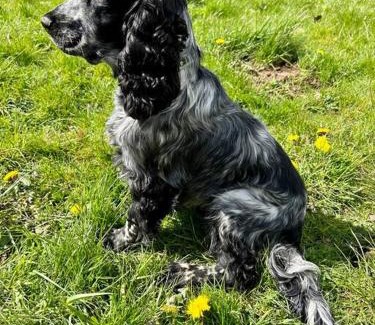 Cowbridge Chalet De Esquí | Shepherds Hut in enclosed field