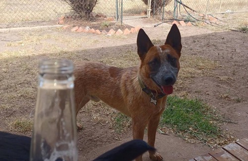 Wal Wal Casa | Snakes a plenty, rough country accommodation, no electronic communications.