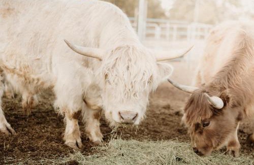 McIntosh Otro | Starry Skies & Fresh Air Glamping Tent