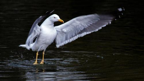 Stourbridge Apartamento | Stylish 2beds - Netflix -Parking