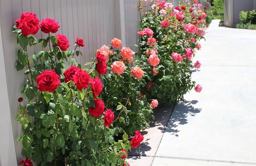 West Jordan Apartamento | Sunny's Garden Homestay