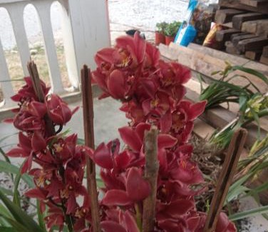 Dirang Casa | Sunrise Homestay