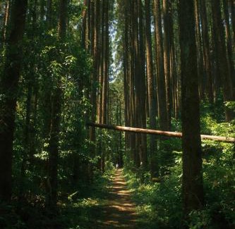 Miyazaki Casa | Surftown Retreat