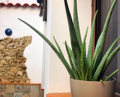 Cumbres de San Bartolome Casa | Tío Genaro