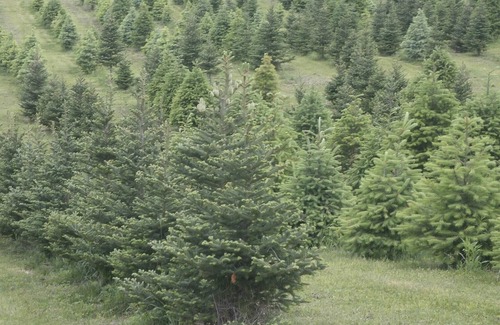 Harpursville Alquiler De RV | Tentrr - Granja de árboles de alta pradera