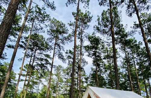 Talisheek Alquiler De RV | Tentrr State Park Site - Louisiana Bogue Chitto State Park - Gorge Trail N - Sin