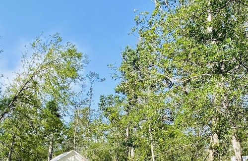 Springfield Alquiler De RV | Tentrr State Park Site - Louisiana Tickfaw State Park - Woodland F - Single Camp