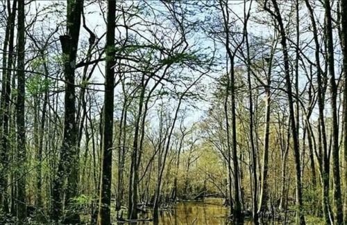 Springfield Alquiler De RV | Tentrr State Park Site - Louisiana Tickfaw State Park - Woodland F - Single Camp