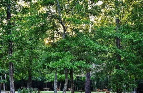 Mandeville Alquiler De RV | Tentrr State Park Site - Louisiana Fontainebleau State Park - Paddle Out I - Sin