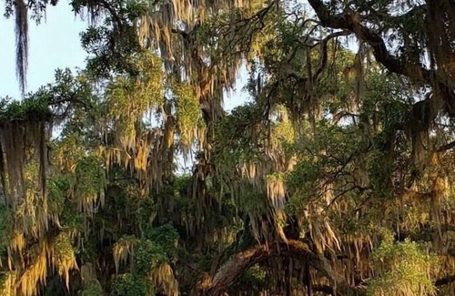 Mandeville Alquiler De RV | Tentrr State Park Site - Louisiana Fontainebleau State Park - Pond View D - Sing