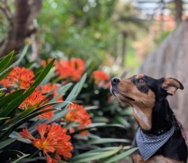 Warburton Casa | Terraces of Warburton and Studio