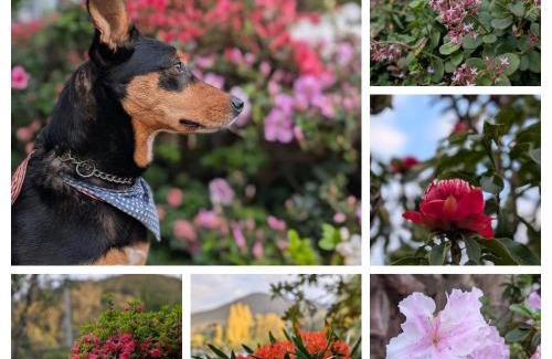 Warburton Casa | Terraces of Warburton and Studio