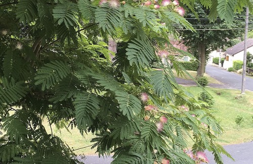 Concores Casa | La casa con persianas azules: paz, espacio, naturaleza y una magnífica piscina.