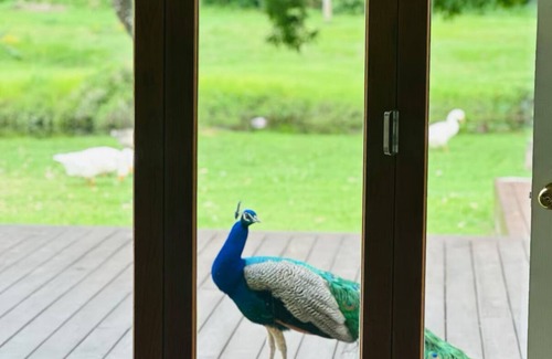 Belmont Casa | The Lakehouse Brisbane Earth Home with Resident Koala, Peacocks & private lake