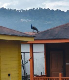 Wellington Casa | The Laughing Woods AC Resort