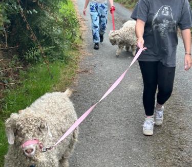 Llandovery Casa | The Old Milking Parlour