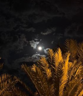 Al Hamra Casa | The Palm View