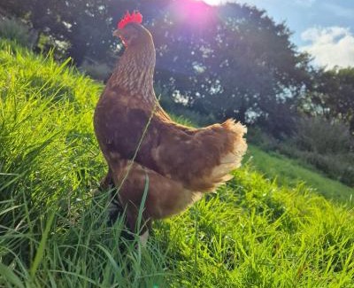 Totnes Cabina | The Roost at Broadgates