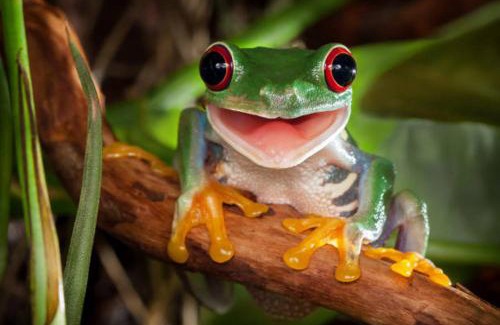 Coffs Harbour Apartamento | The singing frogs studio