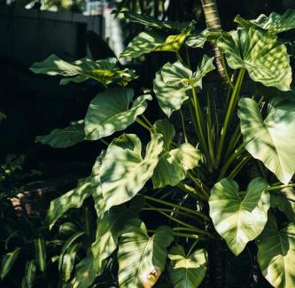 Dickwella Hotel | The Yard Hiriketiya