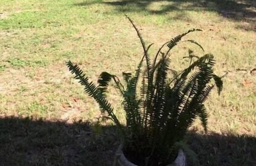 Tallahassee Cabaña | This country house is a 1 bedroom(s), 1 bathrooms, located in tallahassee, FL.