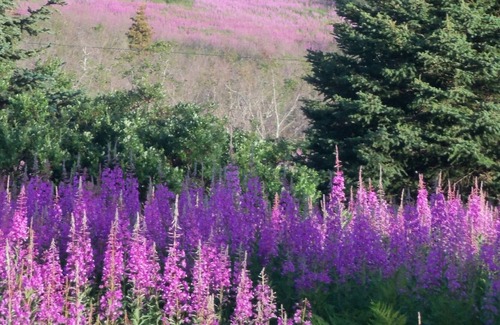 Nikolaevsk Casa | Esta habitación privada en un entorno rural con preciosas vistas.