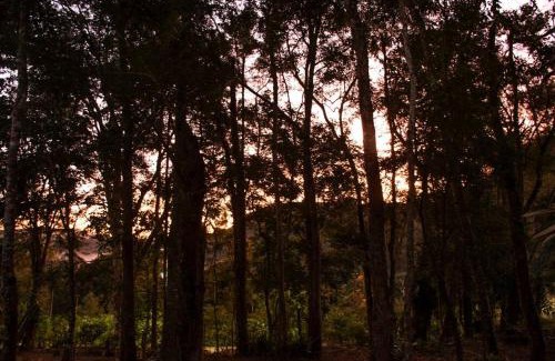 Floresta Casa | Tiny house florestinha
