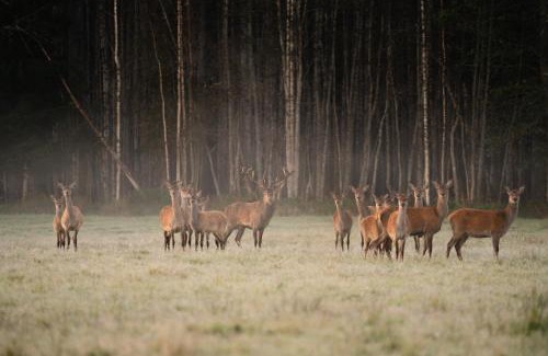 Turi Complejo | Toosikannu Nature Resort & Hotel
