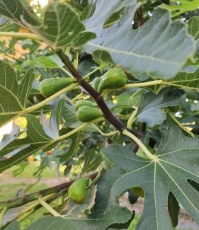 Trakata Apartamento | Trakata Villa Apartments