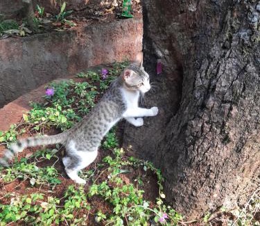 Dapoli Cama Y Desayuno | Triskelion - Bed and Breakfast, Family home stay by Joshi Brothers