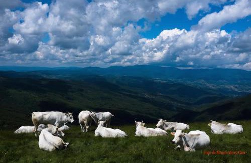 Poggio di Loro Apartamento | Tuscany, Loro Ciuffenna Mountain Bike&walking