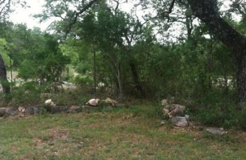 San Marcos Alquiler De RV | Twisted Oaks