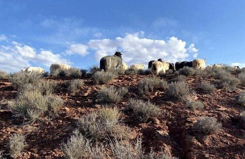 Page Alquiler De RV | Unique Hogan Rental in a Beautiful Remote Location near the Grand Canyon