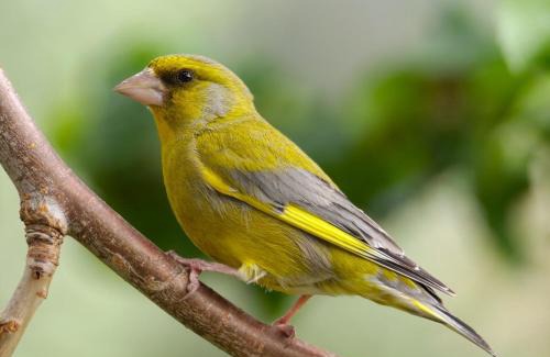 Montemor-o-Velho Villa | Verde Verdilhão Villa