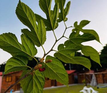 Ponta do Seixas Hotel | Villa do Seixas
