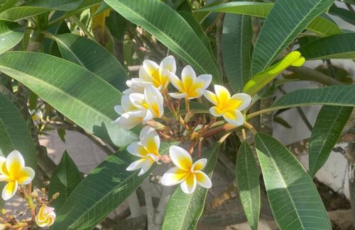 Mezraia Apartamento | Villa Frangipani