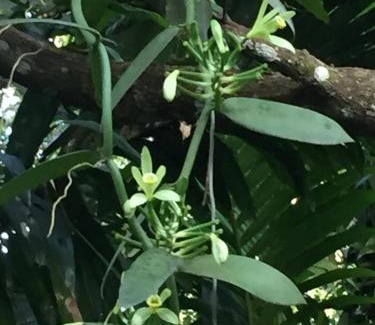 Ternate Casa | Villa Ma'Rasai