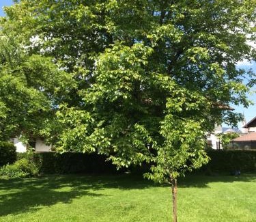 City Center Golling an der Salzach Apartamento | Villa Nussbaum