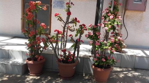 Makry Gialos Apartamento | Villa Victoria