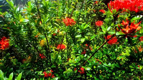 Kampot Apartamento | Village Life