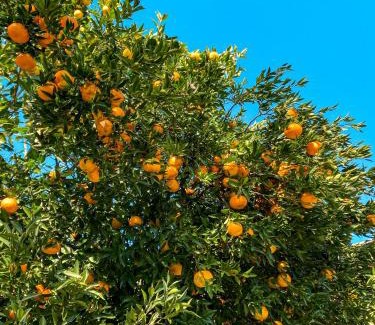 Nova Petropolis Cabina | Vovô Emílio Chalés