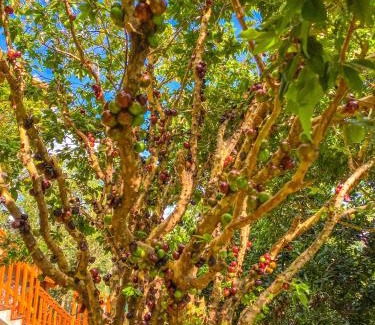 Nova Petropolis Cabina | Vovô Emílio Chalés